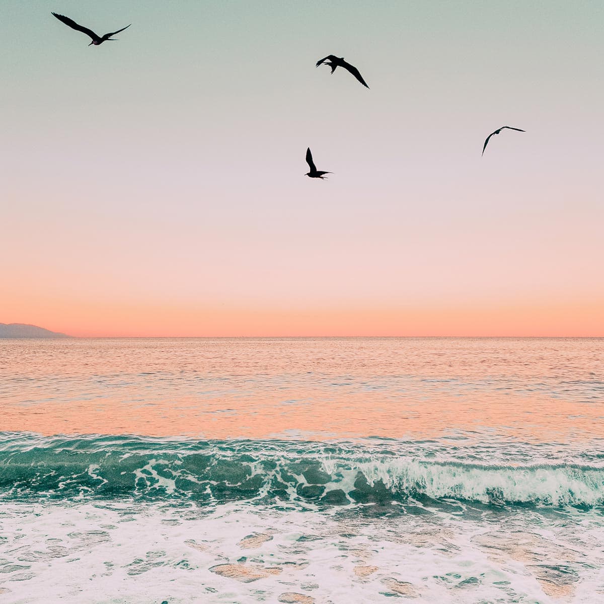 birds over ocean sunset